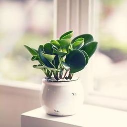 绿植消毒研究所， 你的秘籍在这里