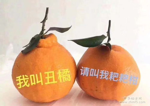 丑橘和粑粑柑是同一种水果吗？一篇文章为你揭晓谜底