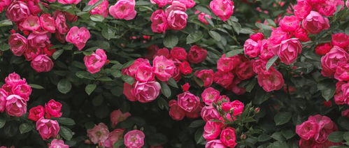 地栽月季，施肥有讲究