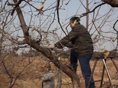 清园时的农药选择