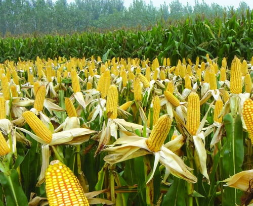 高氯甲维盐， 复合肥里的小秘密