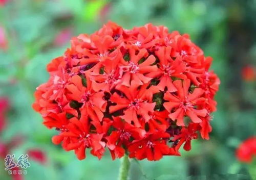 秋天开得长的花有哪些？这些花的花期能持续多久呢