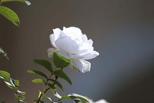 白玫瑰代表纯洁，黄雏菊象征快乐