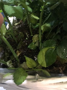 黄玫瑰花茎养护小窍门，避免枯萎的秘密