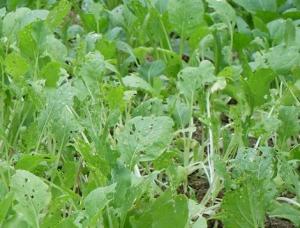 白菜是宝，虫害是害