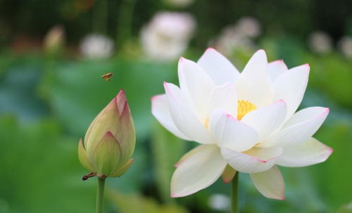 荷花池里的多菌灵粉，平安吗那个？