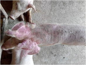 猪病频发根源探析