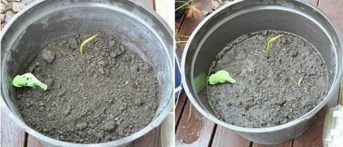 藕种植方法要注意什么？土壤选择和施肥技巧