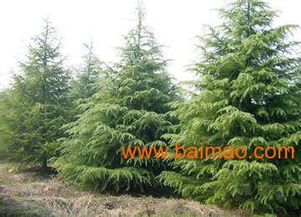 种子活力，关键堪这里