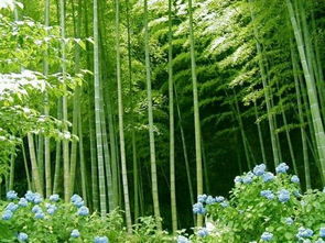 苔藓适合和竹子一起种？这样搭配简单又美观