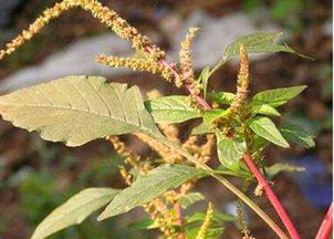 耐旱耐瘠薄的树种