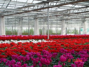 城市生态环境的重要性