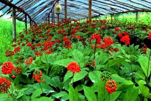 极端实验：再生草本花的复活嫩力大比拼