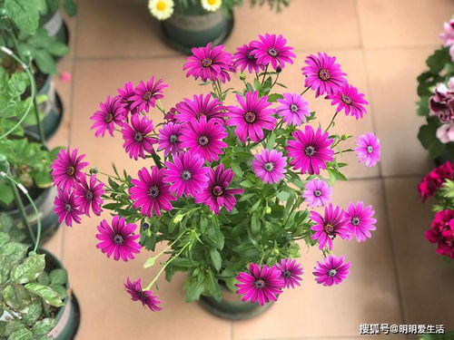 南非公主花养护技巧：如何高效养殖，提升观赏价值