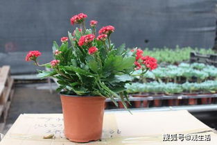 四川腊月的花花世界