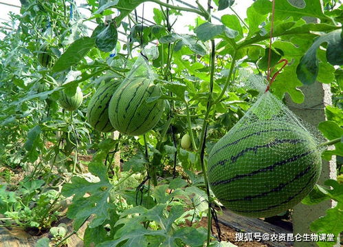 使用杀菌剂的注意事项