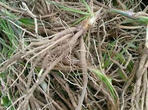 二、种植前选苗注意事项