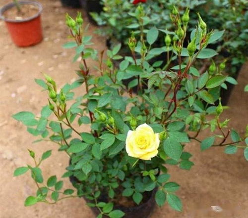 Zuo好三防， 月季梗健康