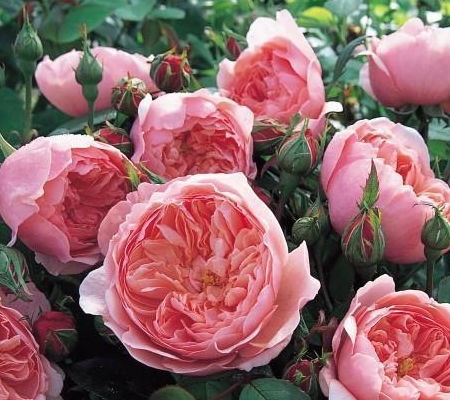 安尼克城堡月季：历史与美丽