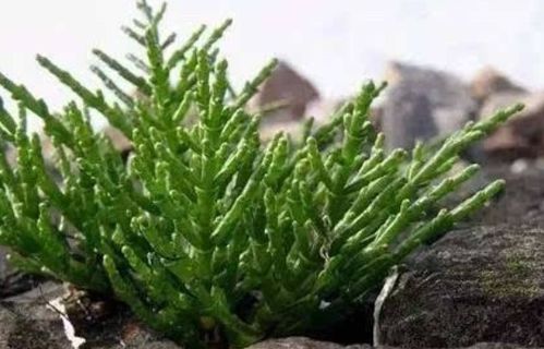 海蓬子：沿海生态守护神