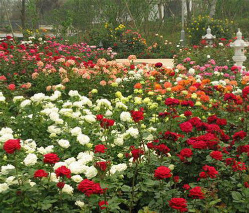 树状月季， 增收的利器