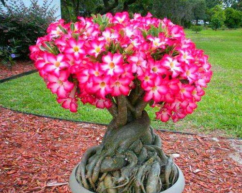 路边花卉种植小指南