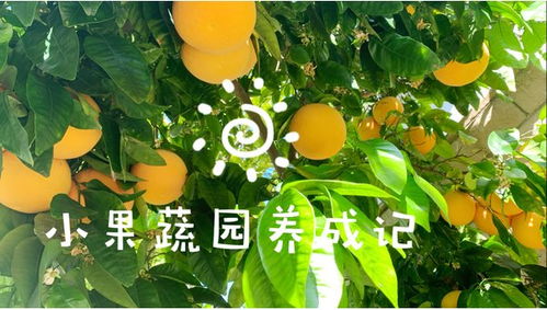 菠萝种植so easy