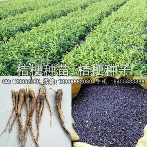 亳州白芷种苗，慎买为妙