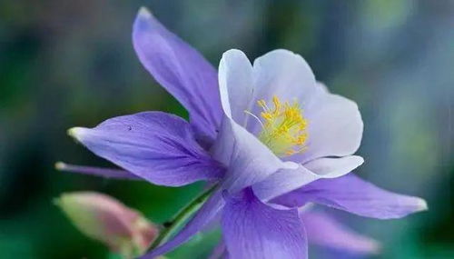 耧斗花的生长环境