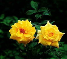 花期的秘密：7-10天持续绽放