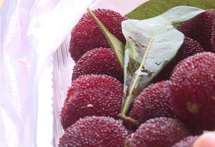 杨梅果实：劳动成果的甜蜜回报