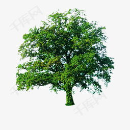 北方冬季，树木如何装点风景线？