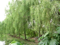 金丝垂柳与景区垂柳价格大揭秘