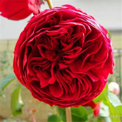 红龙：花苞难打开的烦恼