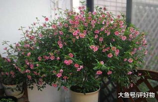 夏季：枝繁叶茂的时节