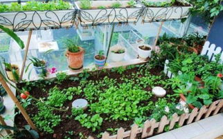 生长周期短的蔬菜geng方便