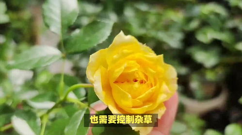 花开花落， 悠长的时光