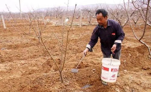 春季桃树萌芽前及花期前后是防治桃树病虫害的关键时期