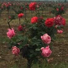 岔裁月季休眠期修剪， 腋芽开始膨胀时完成