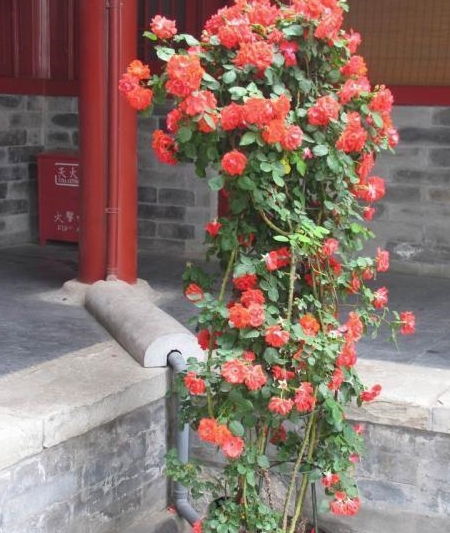 冬天月季怎么才能开花？掌握关键技巧