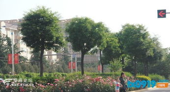 马路上的绿色守护者