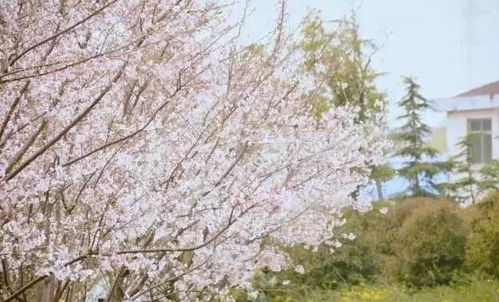 风雨兰：专治浇水强迫症