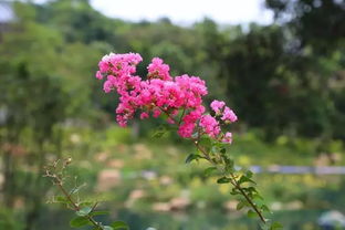 三、 草本植物种植时间表
