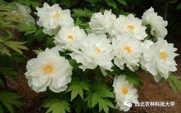 菖蒲花为什么被称为传说中的禁忌之花