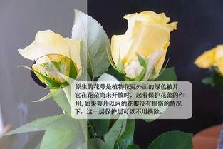 第一步：处理枝条