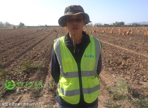 张大哥去年在甘肃包了十亩地种远志，眼瞅着快到采收季急得直跺脚