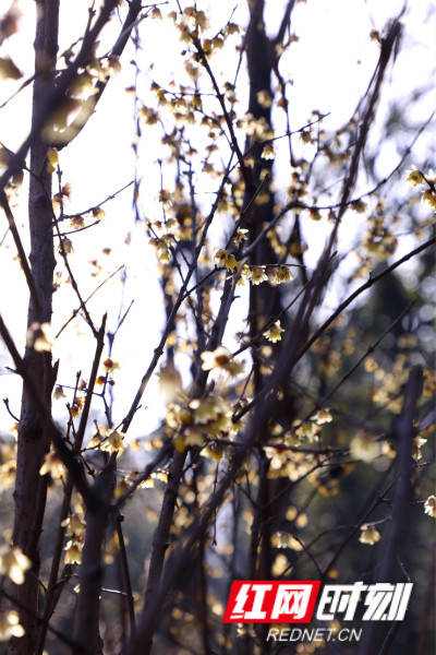 蜡梅：冬日里的金色精灵