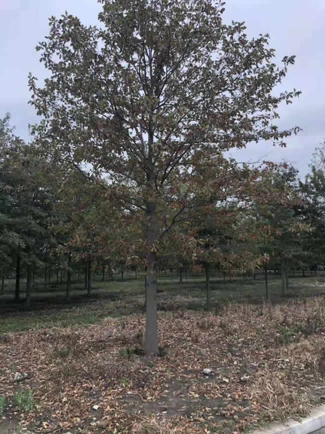 14公分娜塔栎：价格是多少呢？