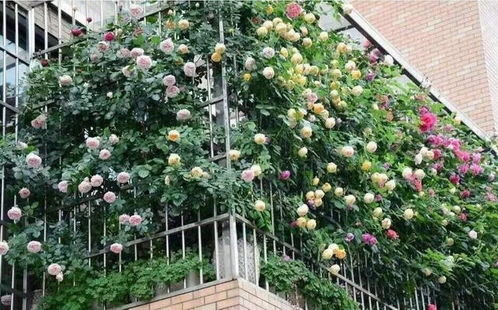 落叶休眠， 藤本月季的过冬准备