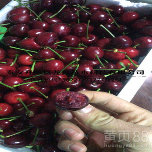 樱桃砧木种子，去哪儿买才靠谱？新手如何选购避免踩坑？